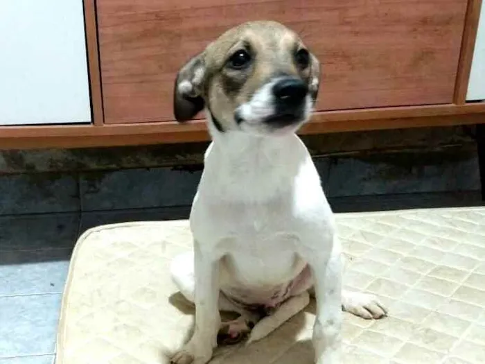 Cachorro raça  idade 2 a 6 meses nome Filhotes 