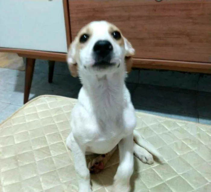 Cachorro raça  idade 2 a 6 meses nome Filhotes 