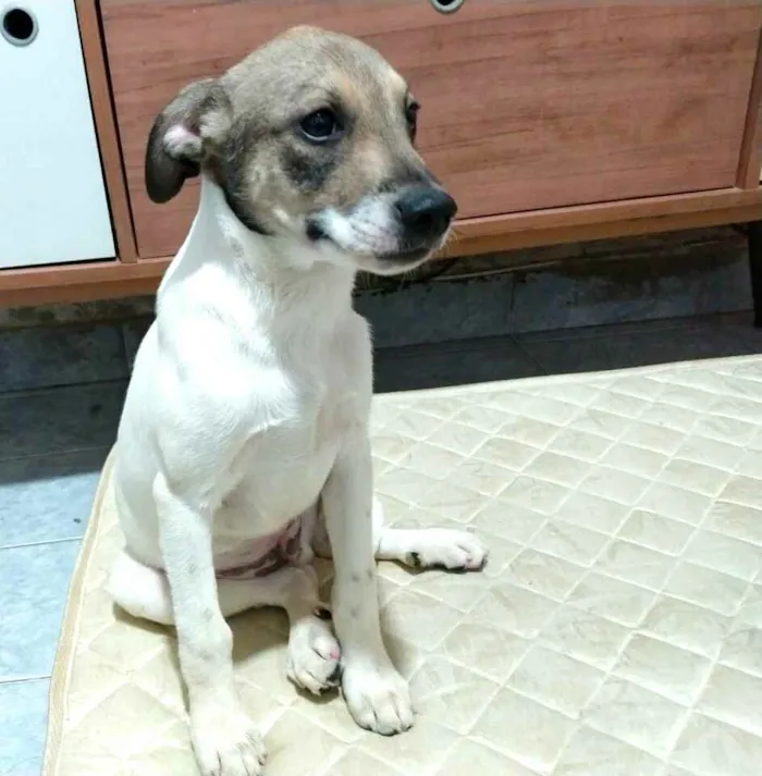Cachorro raça  idade 2 a 6 meses nome Filhotes 