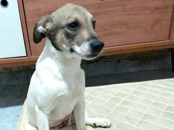 Cachorro raça  idade 2 a 6 meses nome Filhotes 