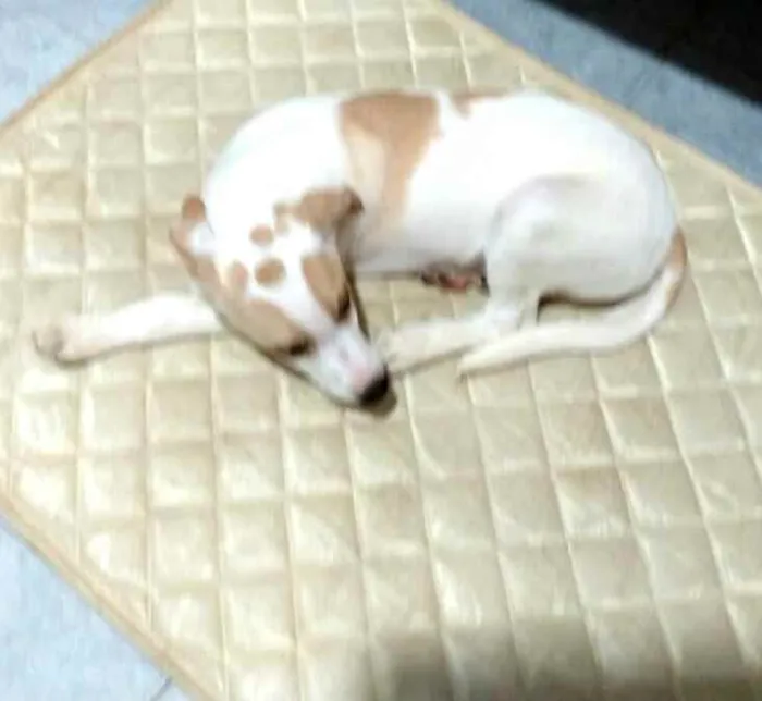 Cachorro raça  idade 2 a 6 meses nome Filhotes 