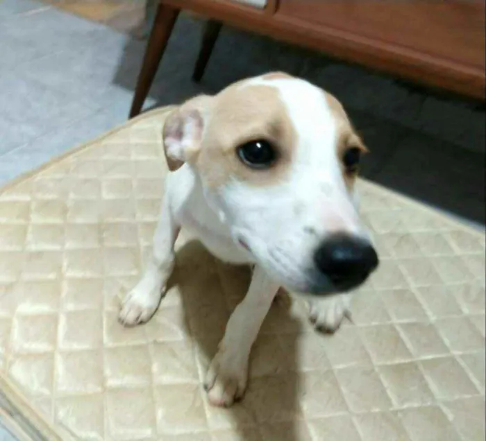 Cachorro raça  idade 2 a 6 meses nome Filhotes 