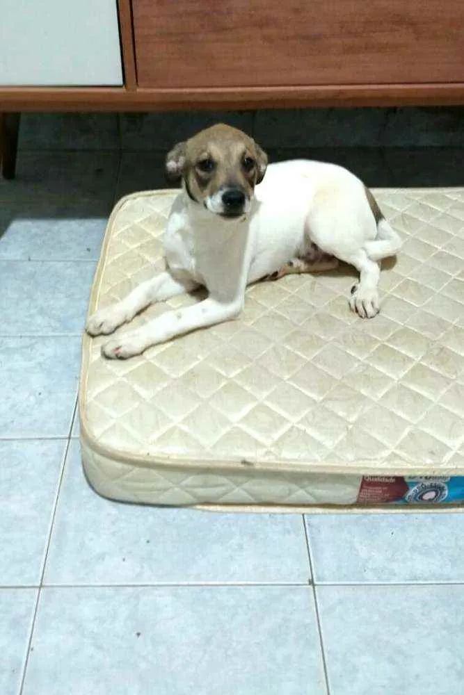Cachorro raça  idade 2 a 6 meses nome Filhotes 