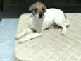 Cachorro raça  idade 2 a 6 meses nome Filhotes 