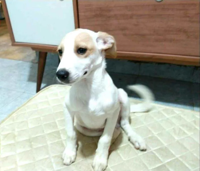 Cachorro raça  idade 2 a 6 meses nome Filhotes 