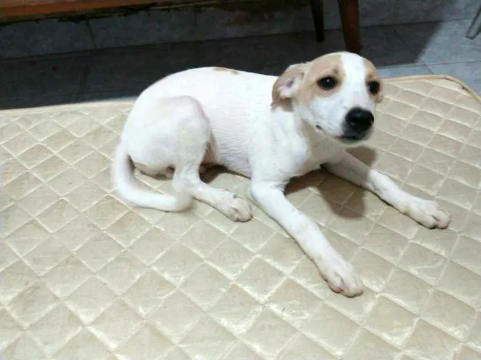 Cachorro raça  idade 2 a 6 meses nome Filhotes 