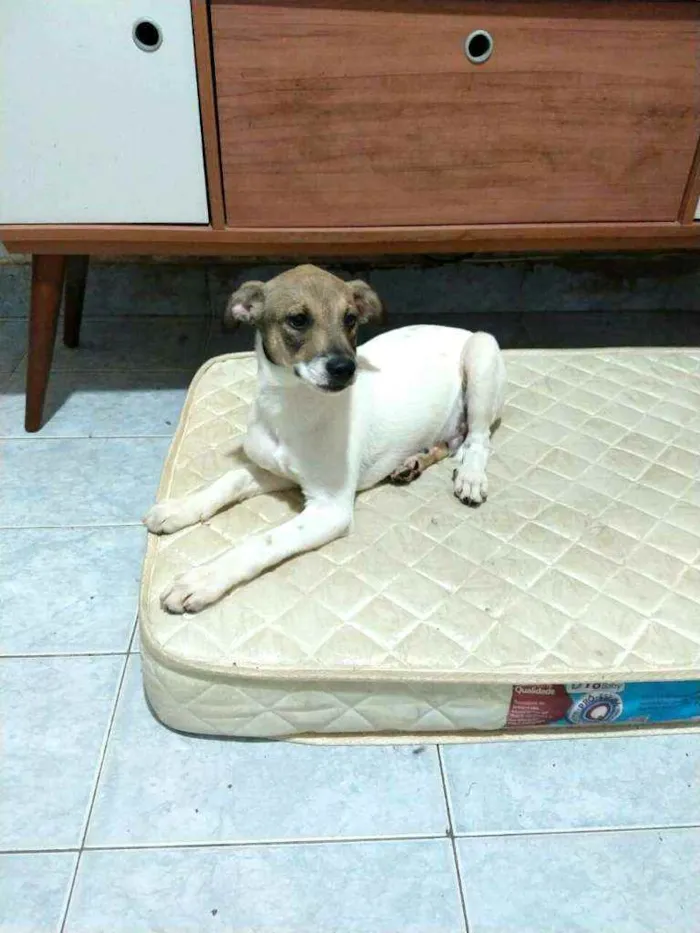 Cachorro raça  idade 2 a 6 meses nome Filhotes 