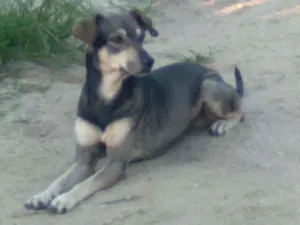 Cachorro raça Srd idade 1 ano nome Juca