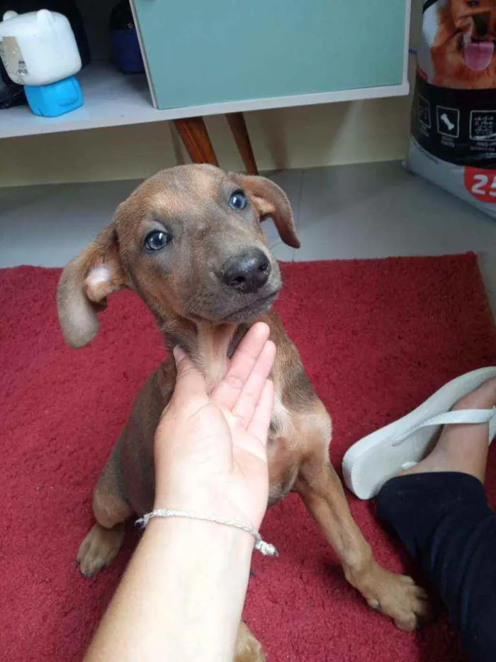 Cachorro ra a Vira lata  idade 2 a 6 meses nome Mel