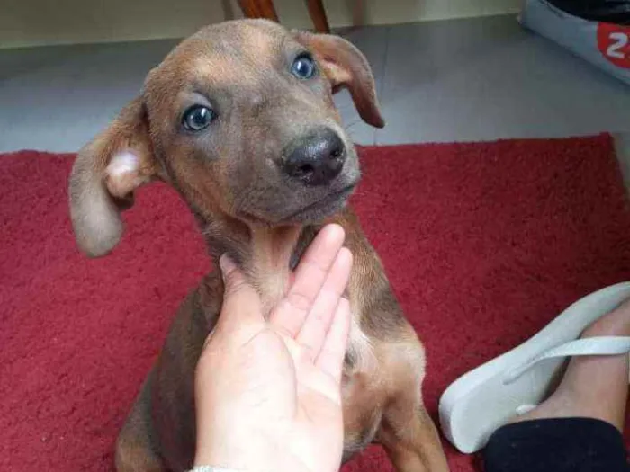 Cachorro ra a Vira lata  idade 2 a 6 meses nome Mel