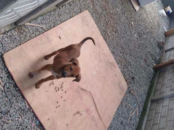 Cachorro ra a Vira lata  idade 2 a 6 meses nome Bolinha 