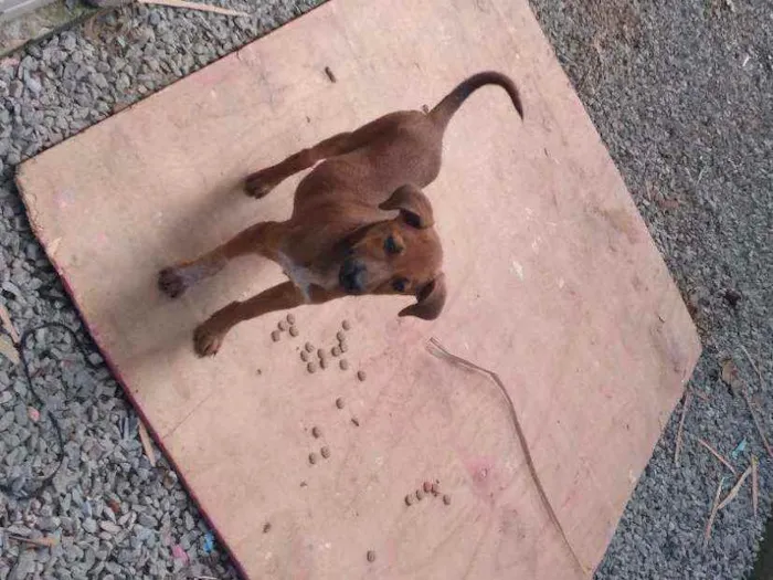 Cachorro ra a Vira lata  idade 2 a 6 meses nome Bolinha 