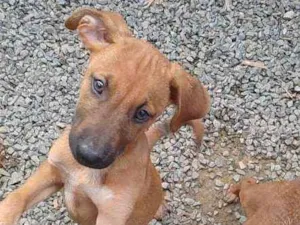 Cachorro raça Vira lata  idade 2 a 6 meses nome Astolfo 