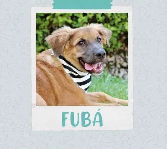 Fubá 