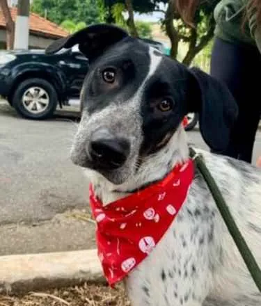 Cachorro raça SRD  idade 1 ano nome Negresco 