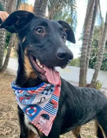 Cachorro raça SRD  idade 1 ano nome Bob 