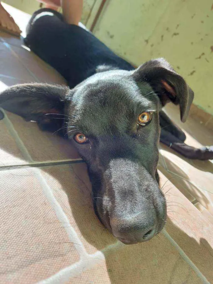 Cachorro ra a  idade 7 a 11 meses nome Skye