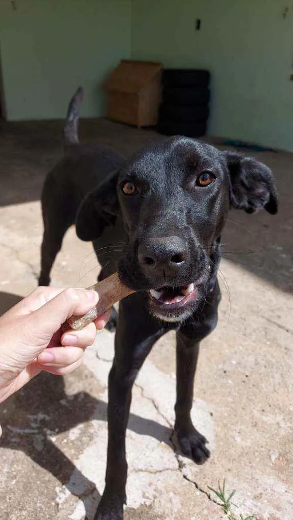 Cachorro ra a  idade 7 a 11 meses nome Skye