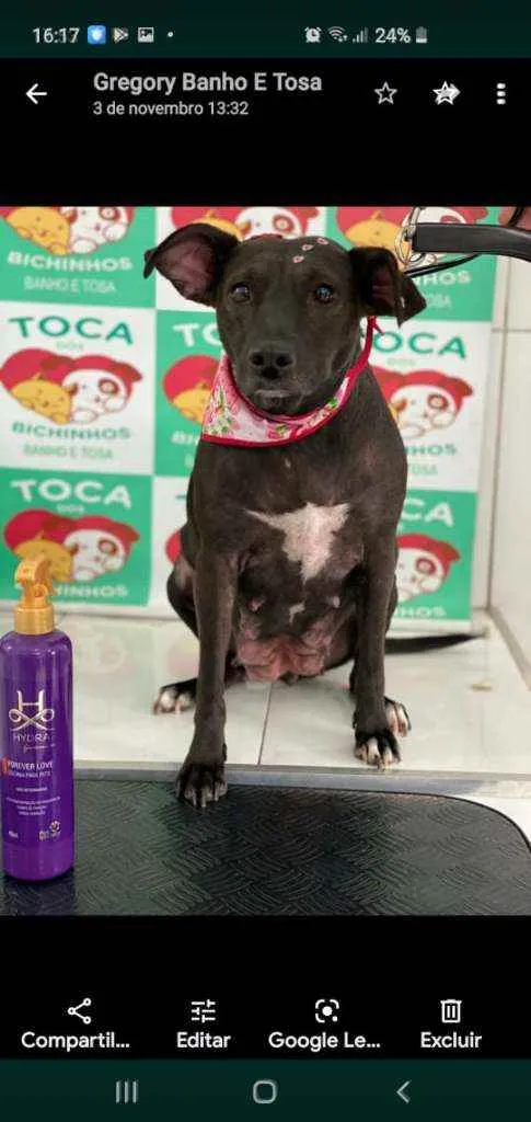 Cachorro ra a Vila lata idade 4 anos nome Neguinha