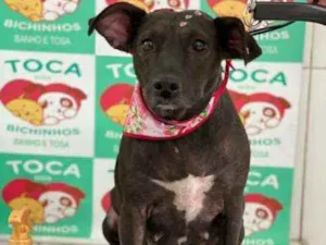 Cachorro raça Vila lata idade 4 anos nome Neguinha