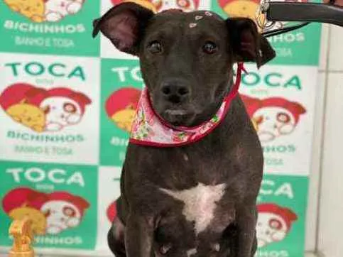 Cachorro ra a Vila lata idade 4 anos nome Neguinha