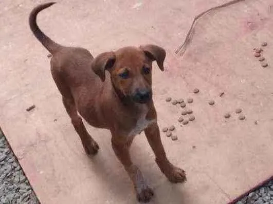 Cachorro ra a Vira lata  idade 2 a 6 meses nome Bolinha 