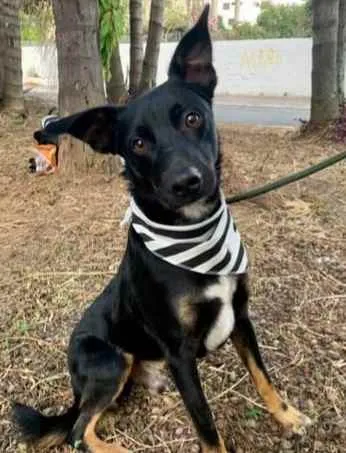 Cachorro raça SRD  idade 2 anos nome Francisco 