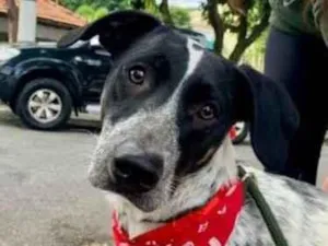 Cachorro raça SRD  idade 1 ano nome Negresco 