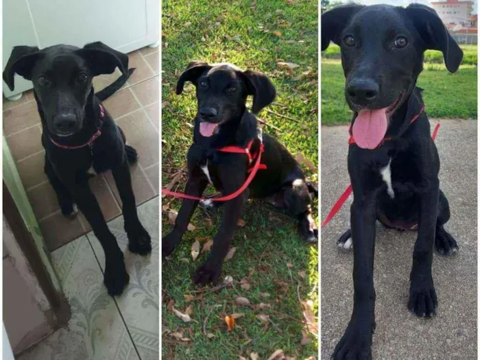 Cachorro ra a  idade 7 a 11 meses nome Skye