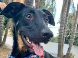 Cachorro raça SRD  idade 1 ano nome Bob 
