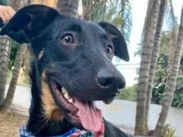 Cachorro raça SRD  idade 1 ano nome Bob 