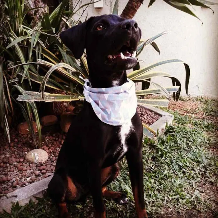 Cachorro ra a SRD idade 1 ano nome Boris