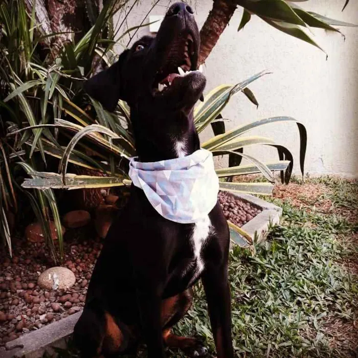 Cachorro ra a SRD idade 1 ano nome Boris