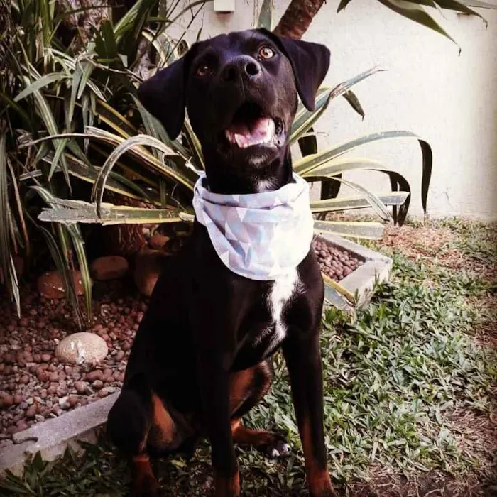 Cachorro ra a SRD idade 1 ano nome Boris
