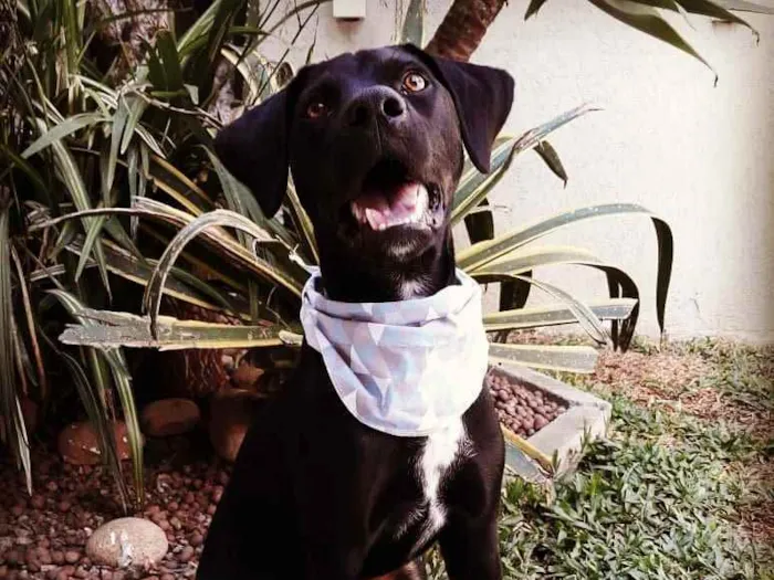 Cachorro ra a SRD idade 1 ano nome Boris