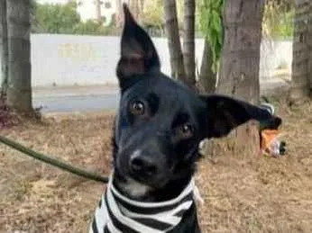 Cachorro raça SRD  idade 2 anos nome Francisco 