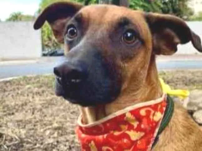 Cachorro raça SRD  idade 3 anos nome Scooby 