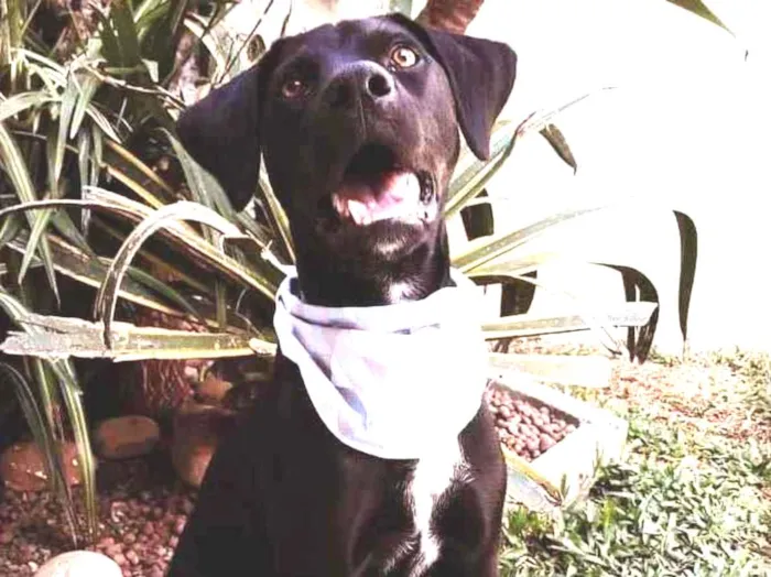 Cachorro ra a SRD idade 1 ano nome Boris