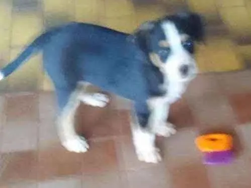 Cachorro ra a Indefinida idade Abaixo de 2 meses nome Black Suan