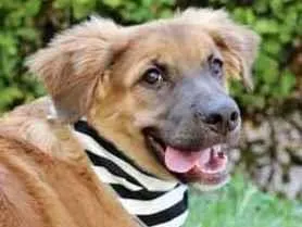 Cachorro raça SRD  idade 2 a 6 meses nome Fubá 