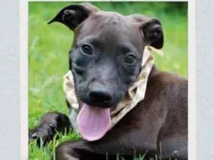 Cachorro raça SRD  idade 2 a 6 meses nome João 