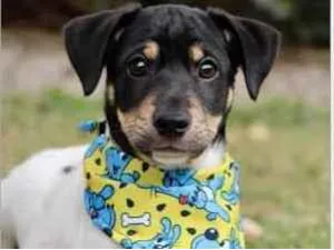 Cachorro raça SRD  idade 2 a 6 meses nome Fred 