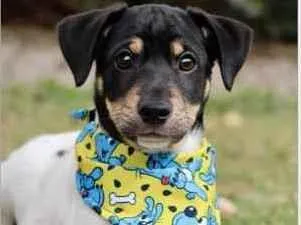 Cachorro raça SRD  idade 2 a 6 meses nome Fred 