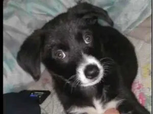 Cachorro raça  idade 2 a 6 meses nome Madu 