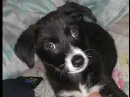 Cachorro raça  idade 2 a 6 meses nome Madu 