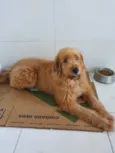 Vitória