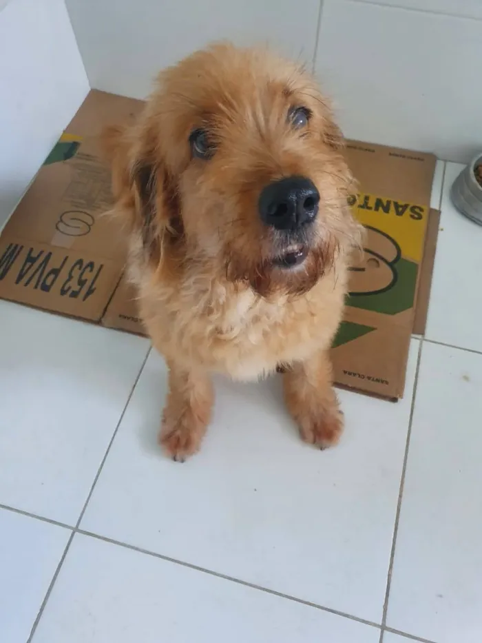 Cachorro ra a SRD idade 1 ano nome Vitória