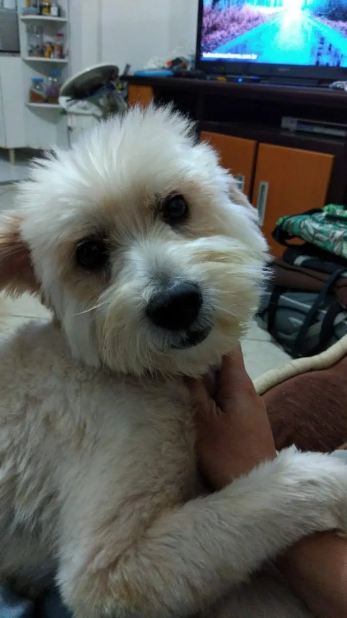 Cachorro ra a Poodle idade  nome Bidu