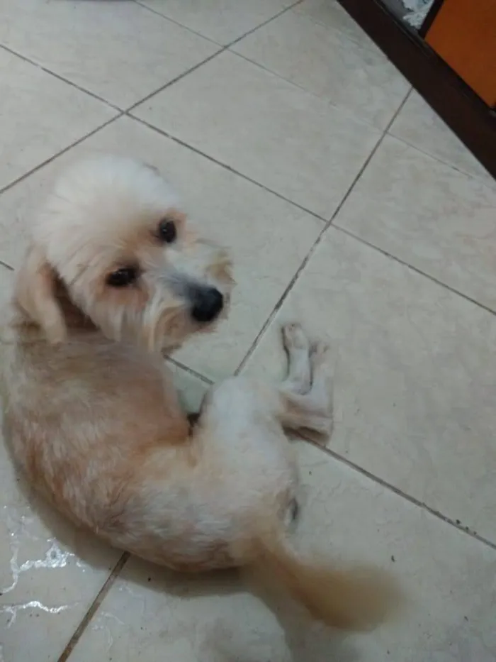 Cachorro ra a Poodle idade  nome Bidu
