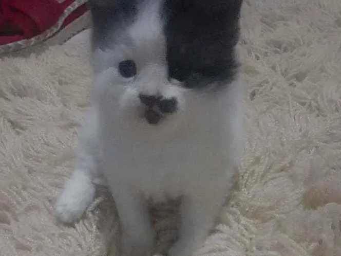 Gato ra a SRD idade Abaixo de 2 meses nome Peludinho